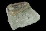 Prone Flexicalymene Trilobite - Mt Orab, Ohio #137502-1